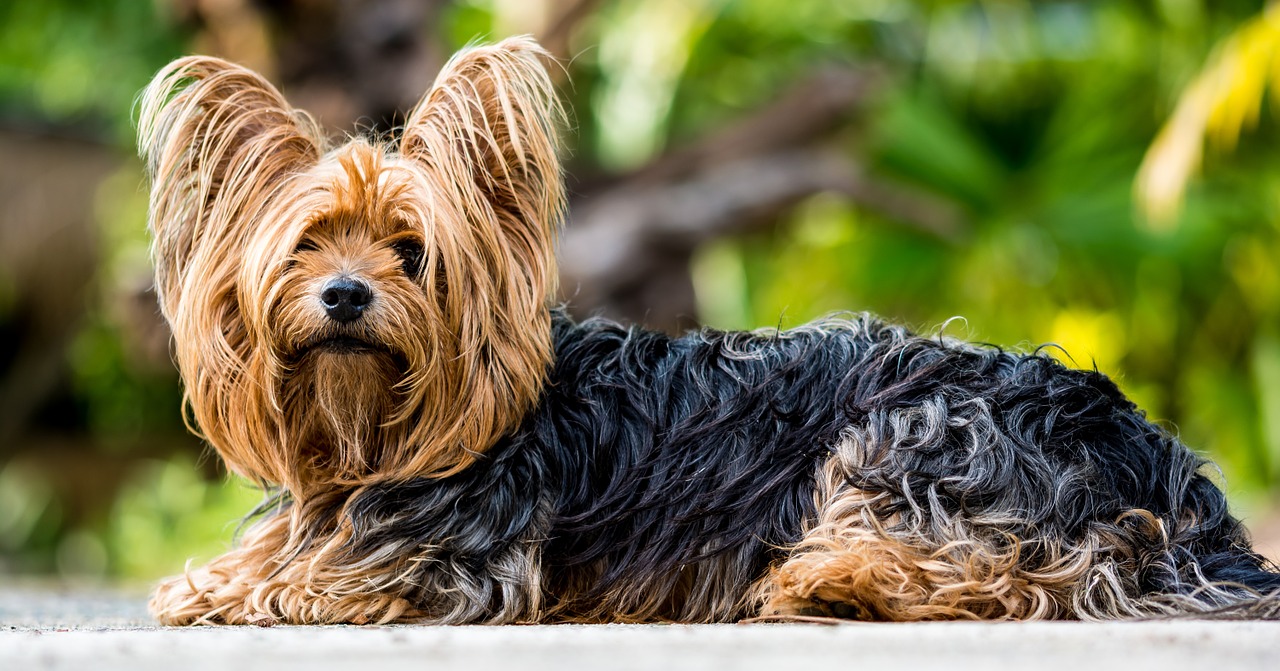 Image - yorkshire terrier terrier dog