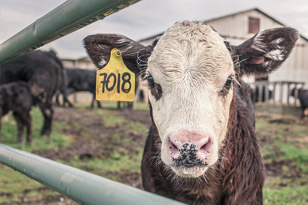 Image - calf cow maverick farm animal farm