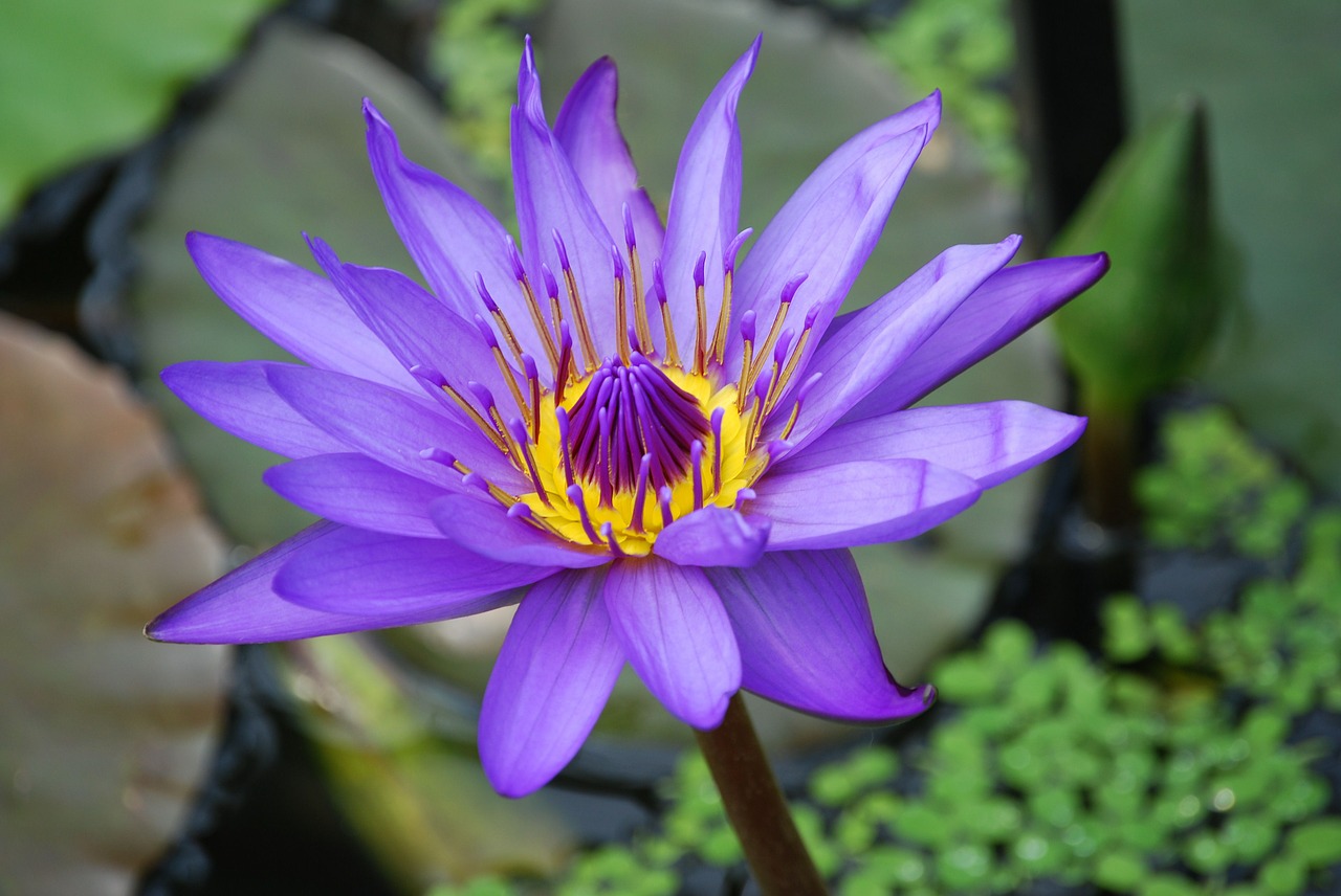 Image - water lily flower pond aquatic