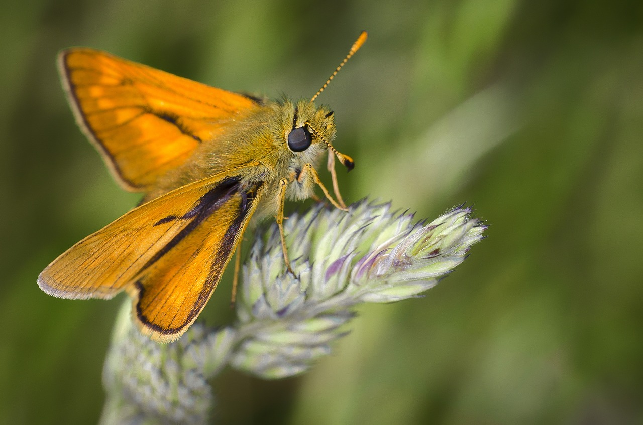 Image - moth nature insect bug macro