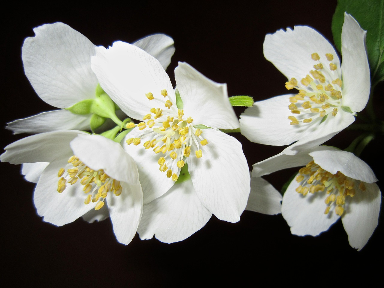 Image - flower jasmine bush white aroma