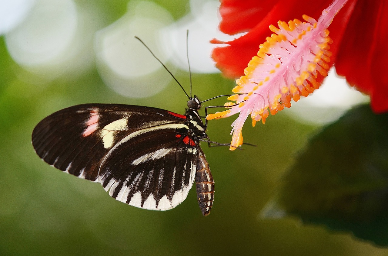 Image - papilio rumanzovia butterfly animal