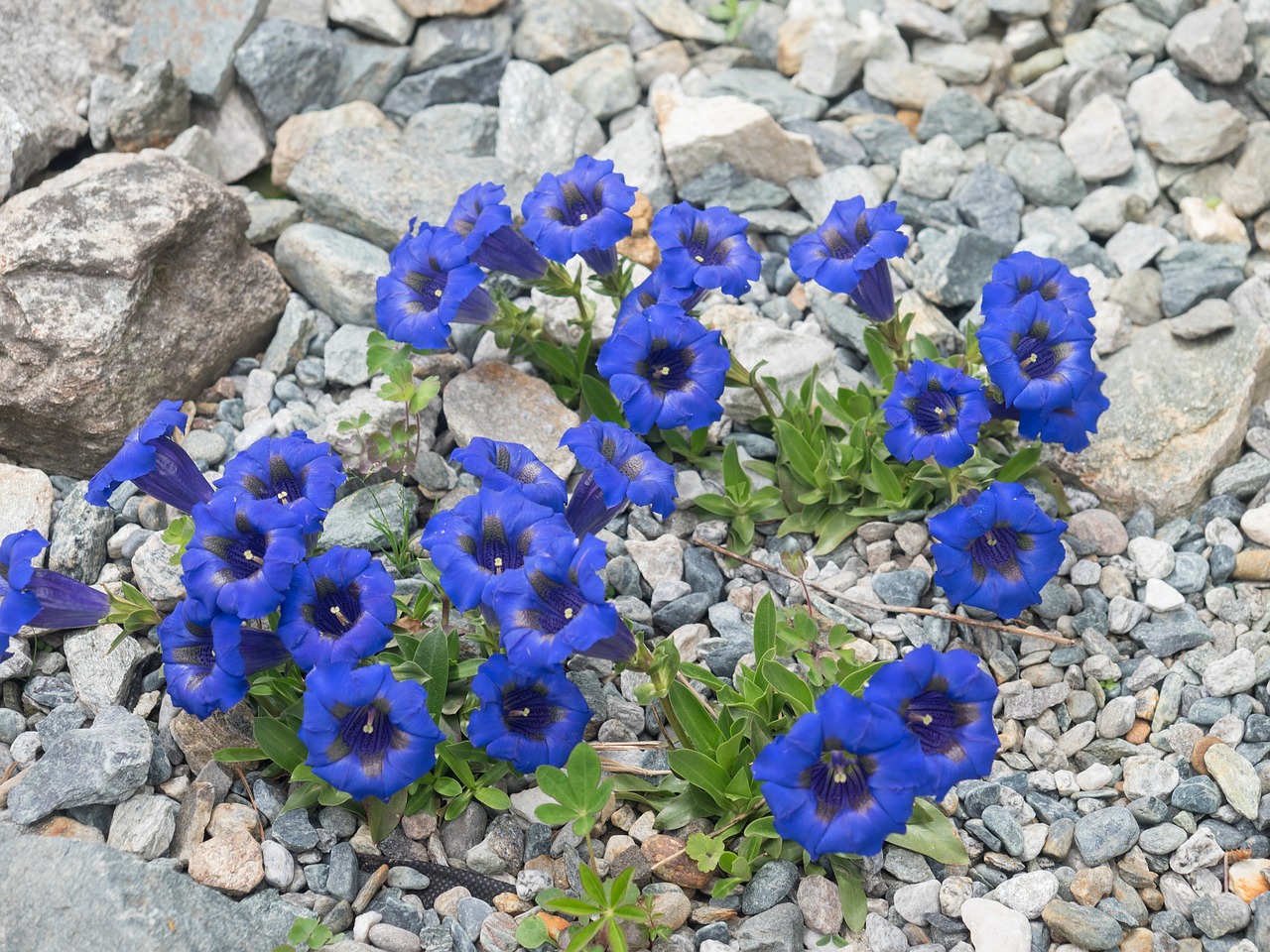Image - gentian mountain flower flowers