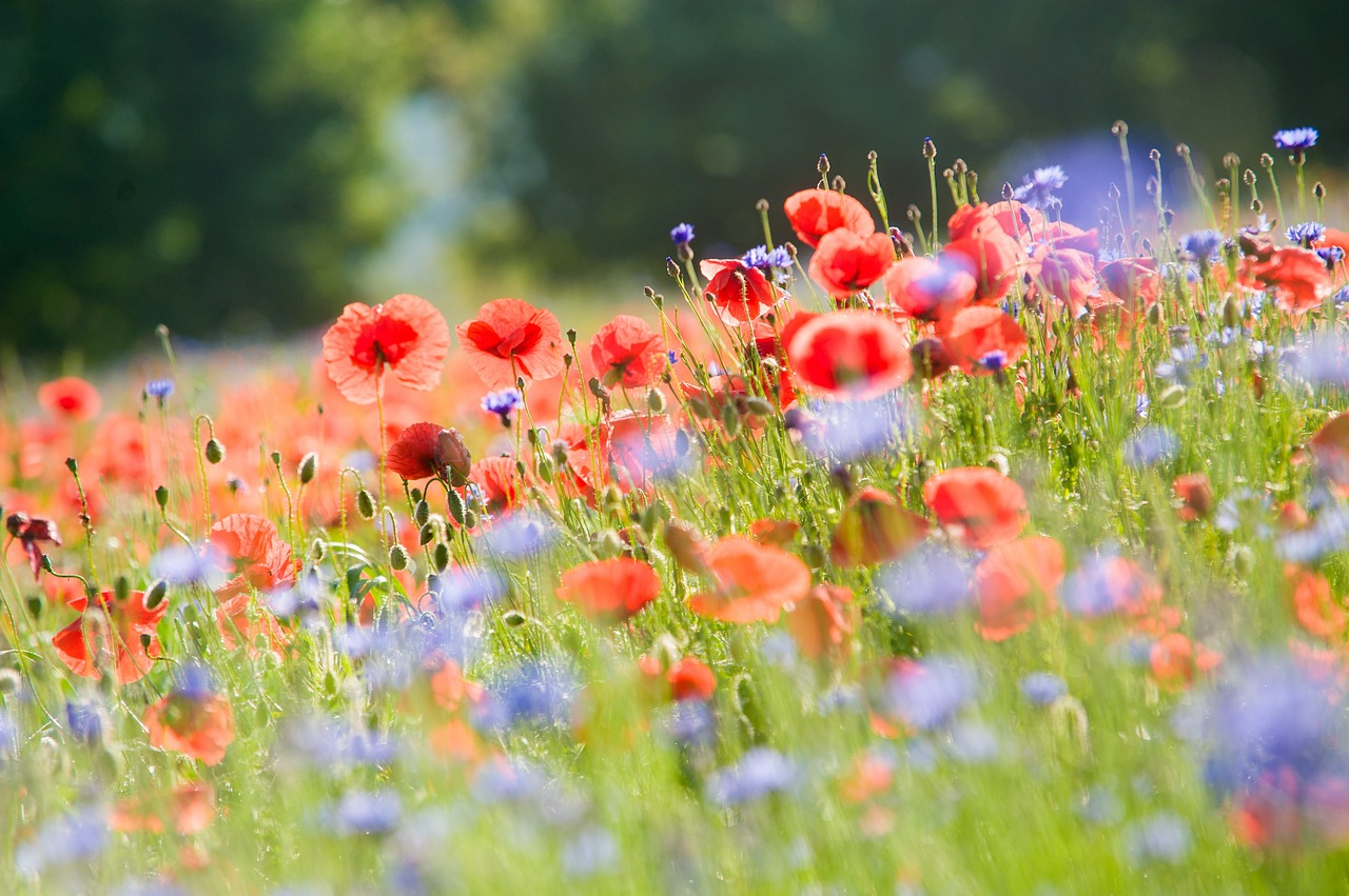 Image - field of poppies poppy poppies