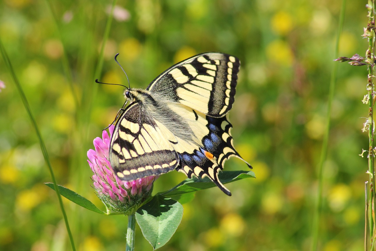 Image - swallowtail butterfly