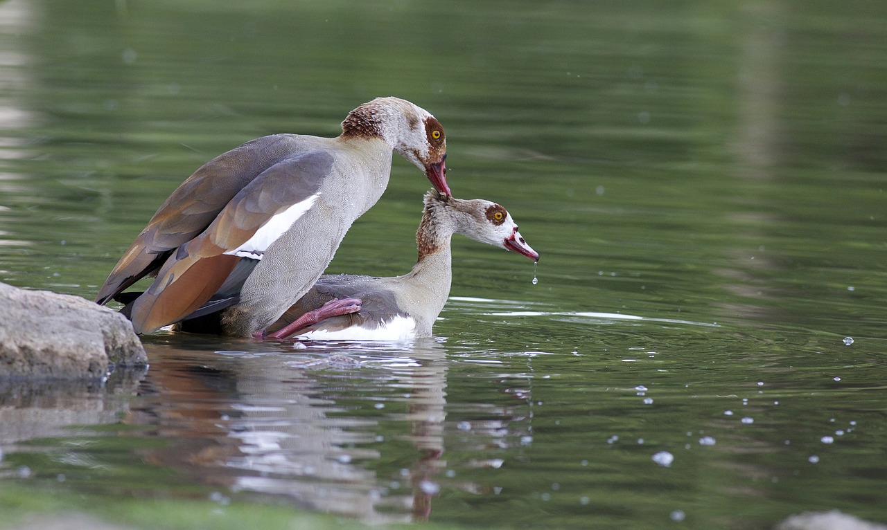 Image - geese nilgänse wing water bird