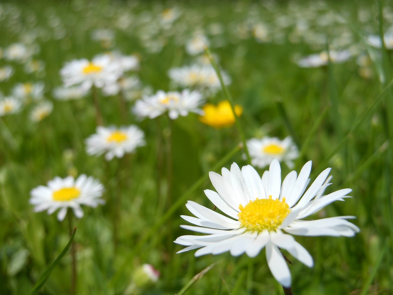 Image - daisies daisy flower macro white