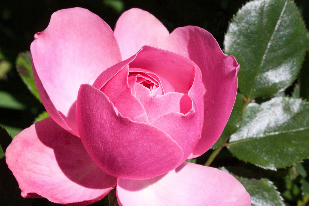 Image - rose pink green flowers summer