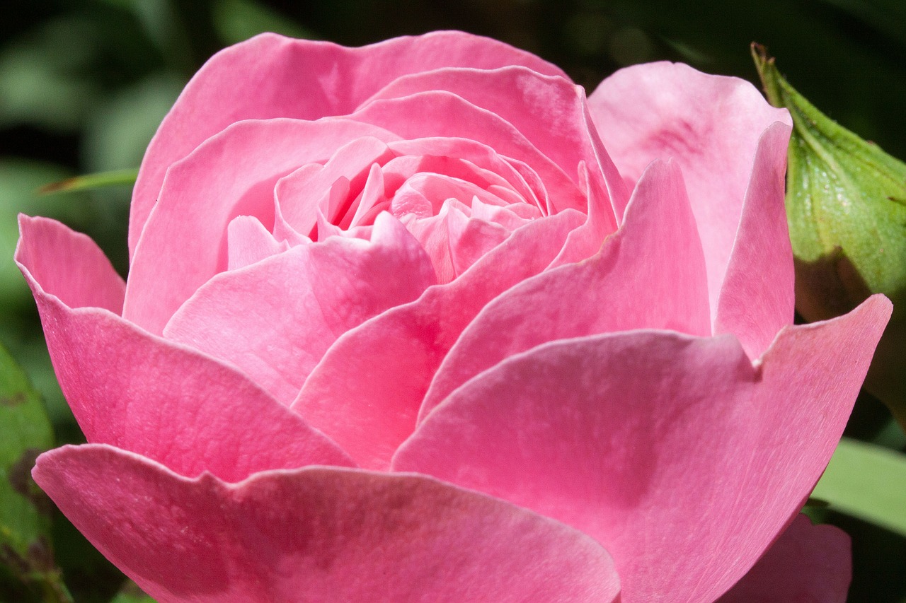 Image - rose pink green flowers summer