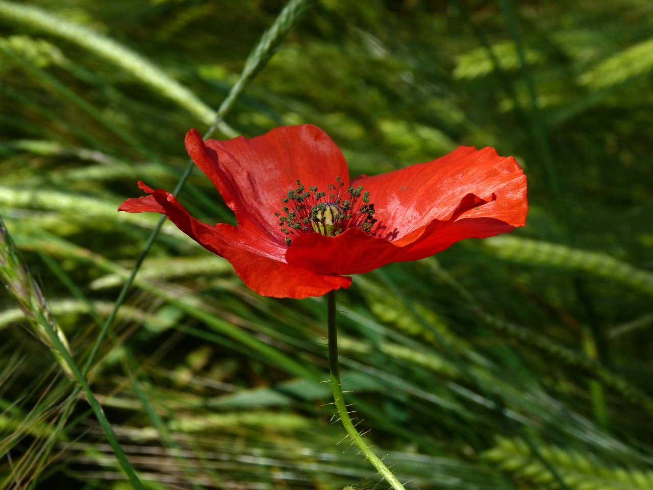 Image - flowers poppy macro nature spring