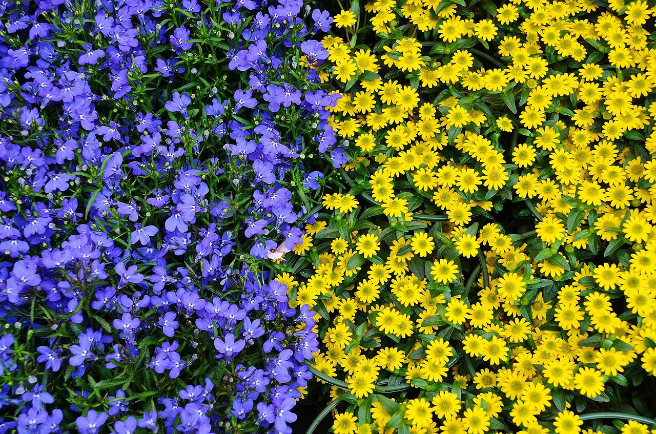 Image - flowers plant nature blue yellow