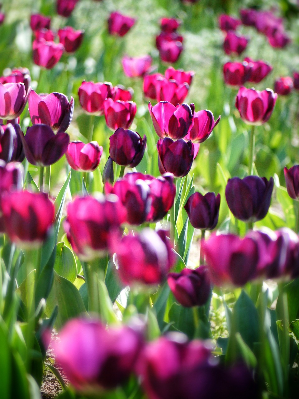 Image - tulipa tulip flowers spring nature