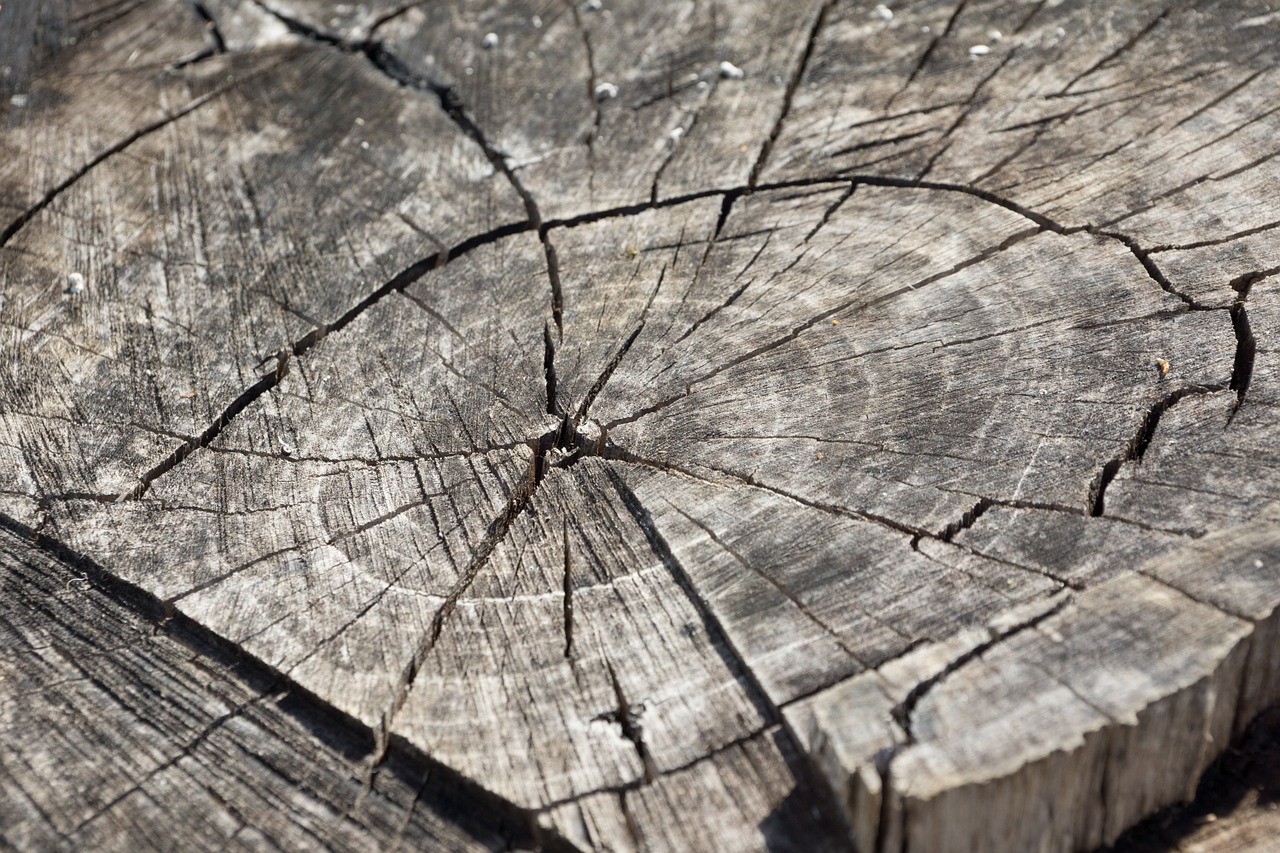 Image - wood log annual rings grain tribe