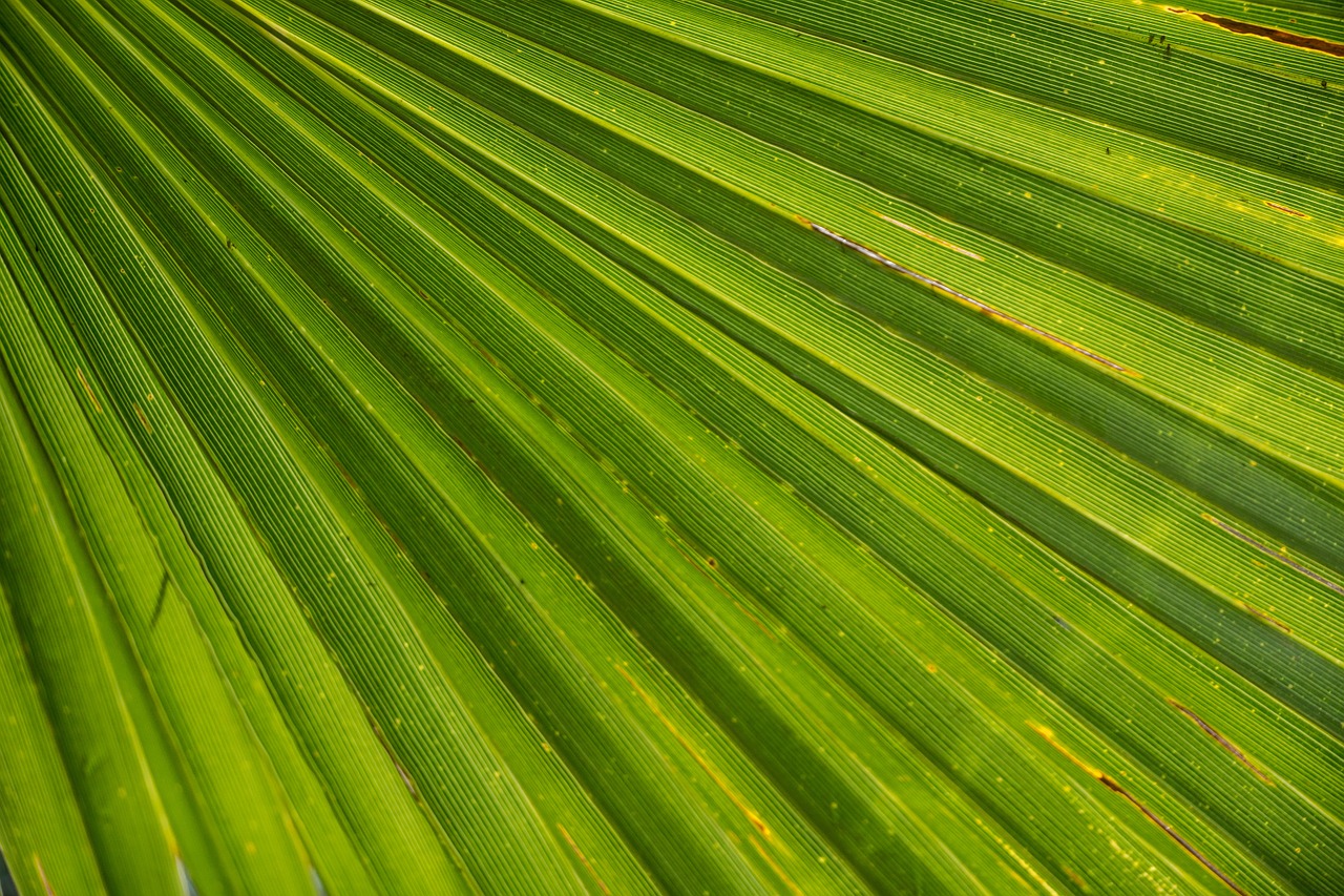 Image - palm leaf james palm tree close