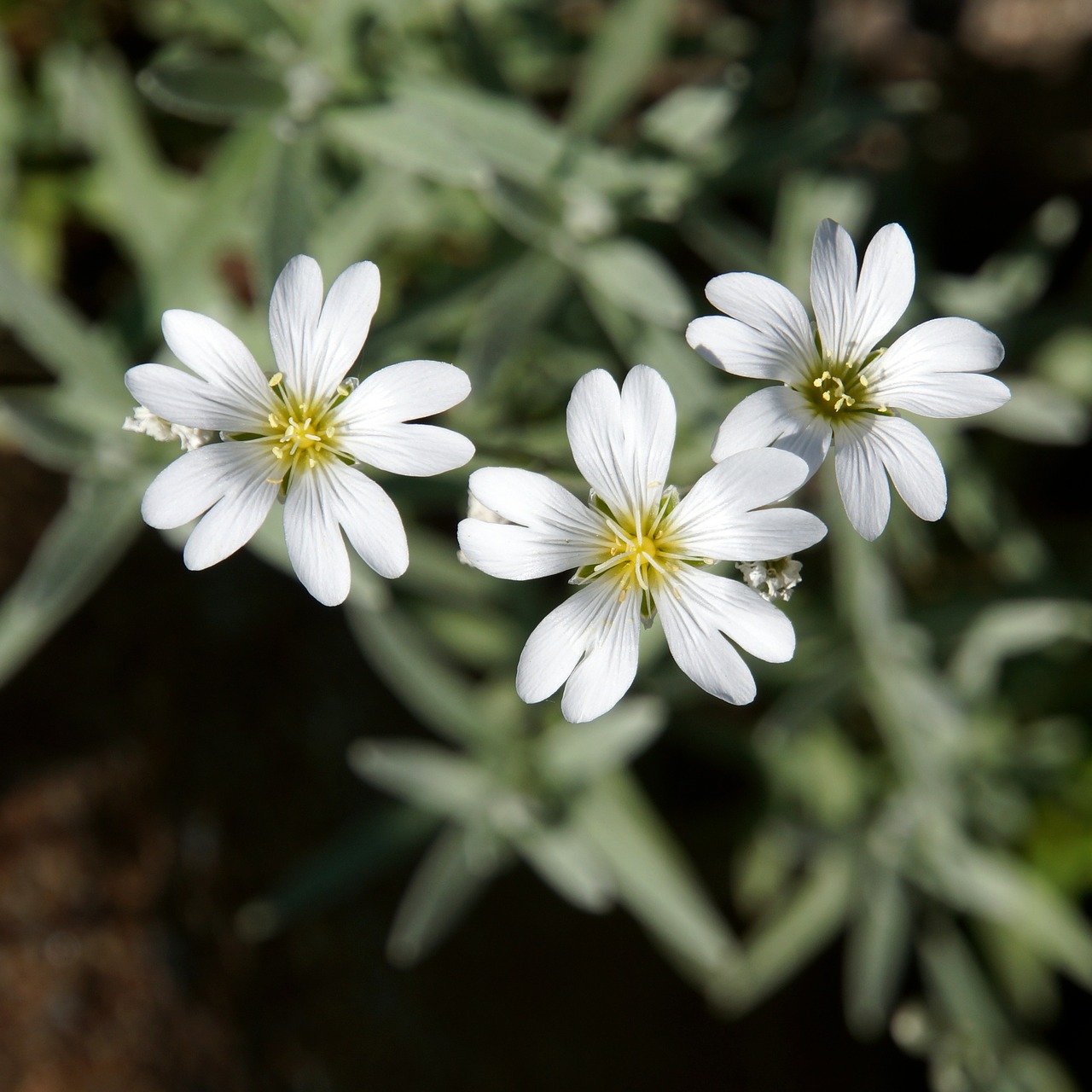 Image - white flowers delicate flowers