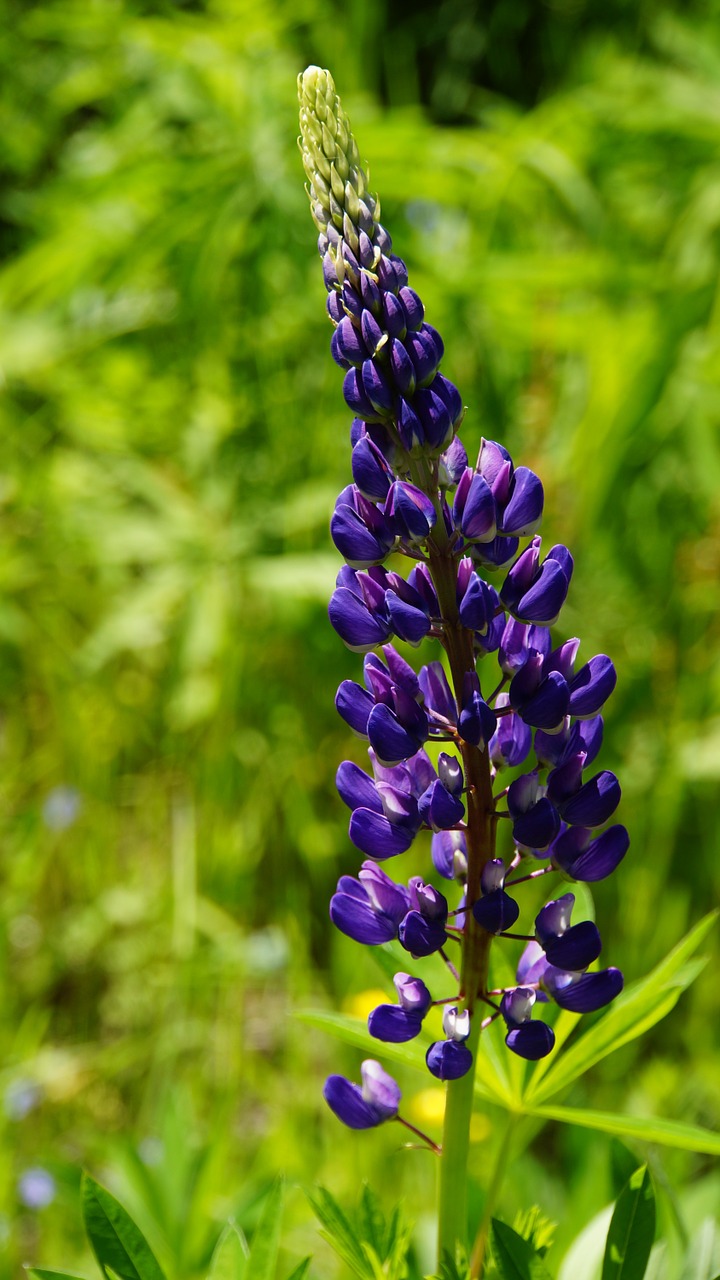 Image - lupine flower lilac flower