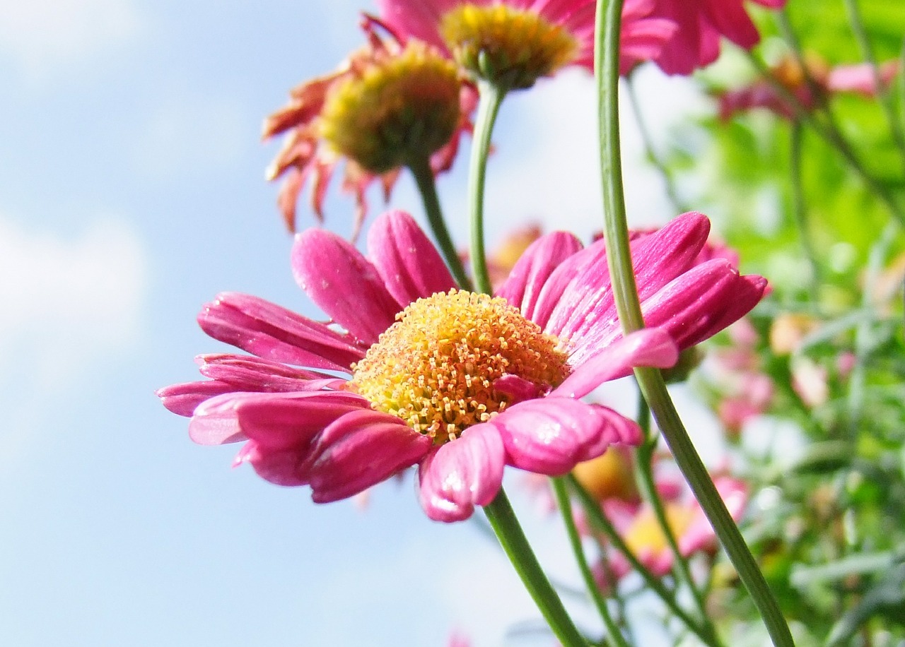 Image - flower marguerite pink blossom