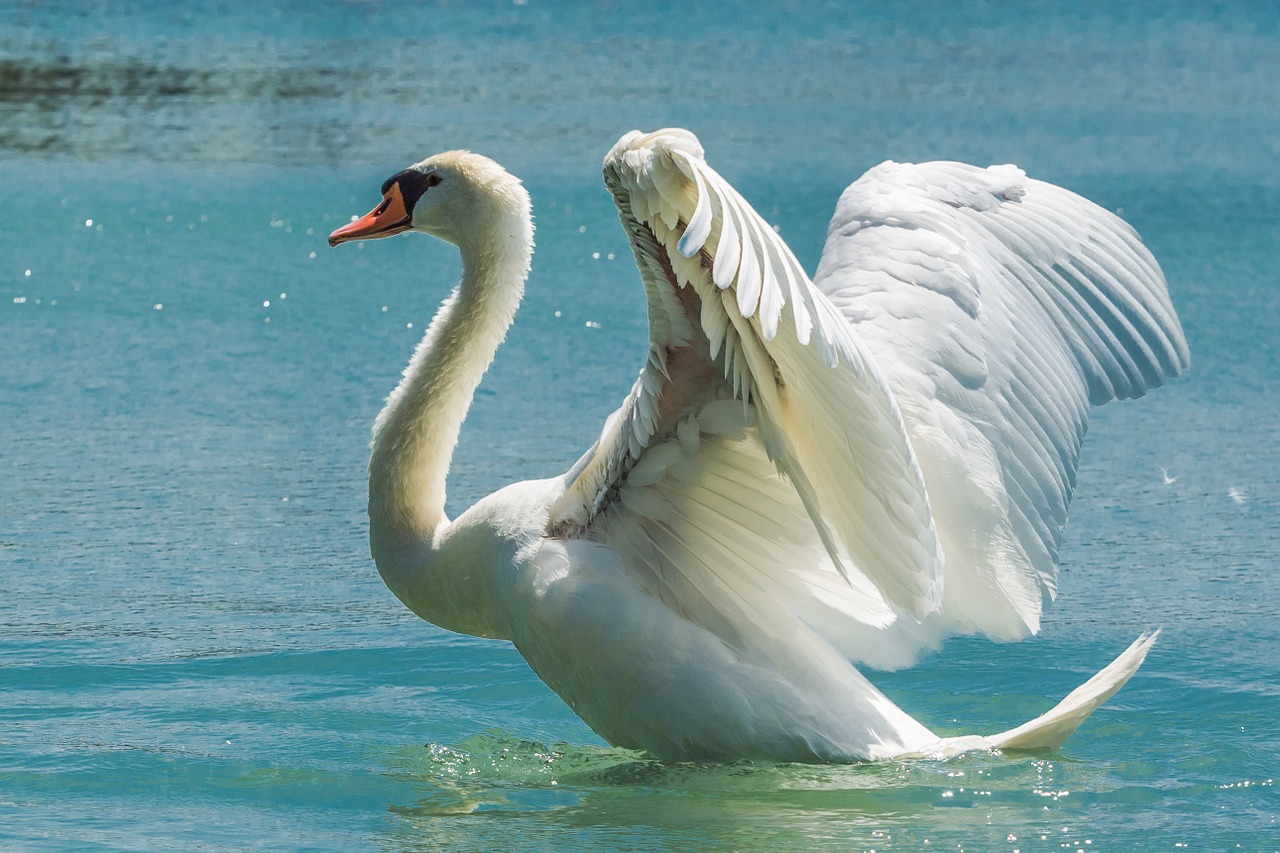 Image - swan mute swan cygnus olor