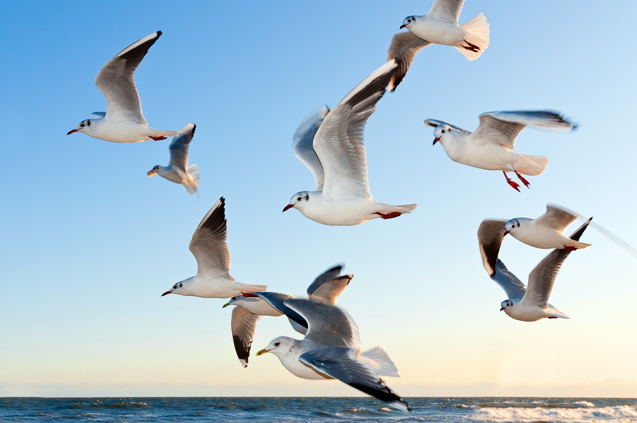 Image - gulls bird fly coast sunset sea