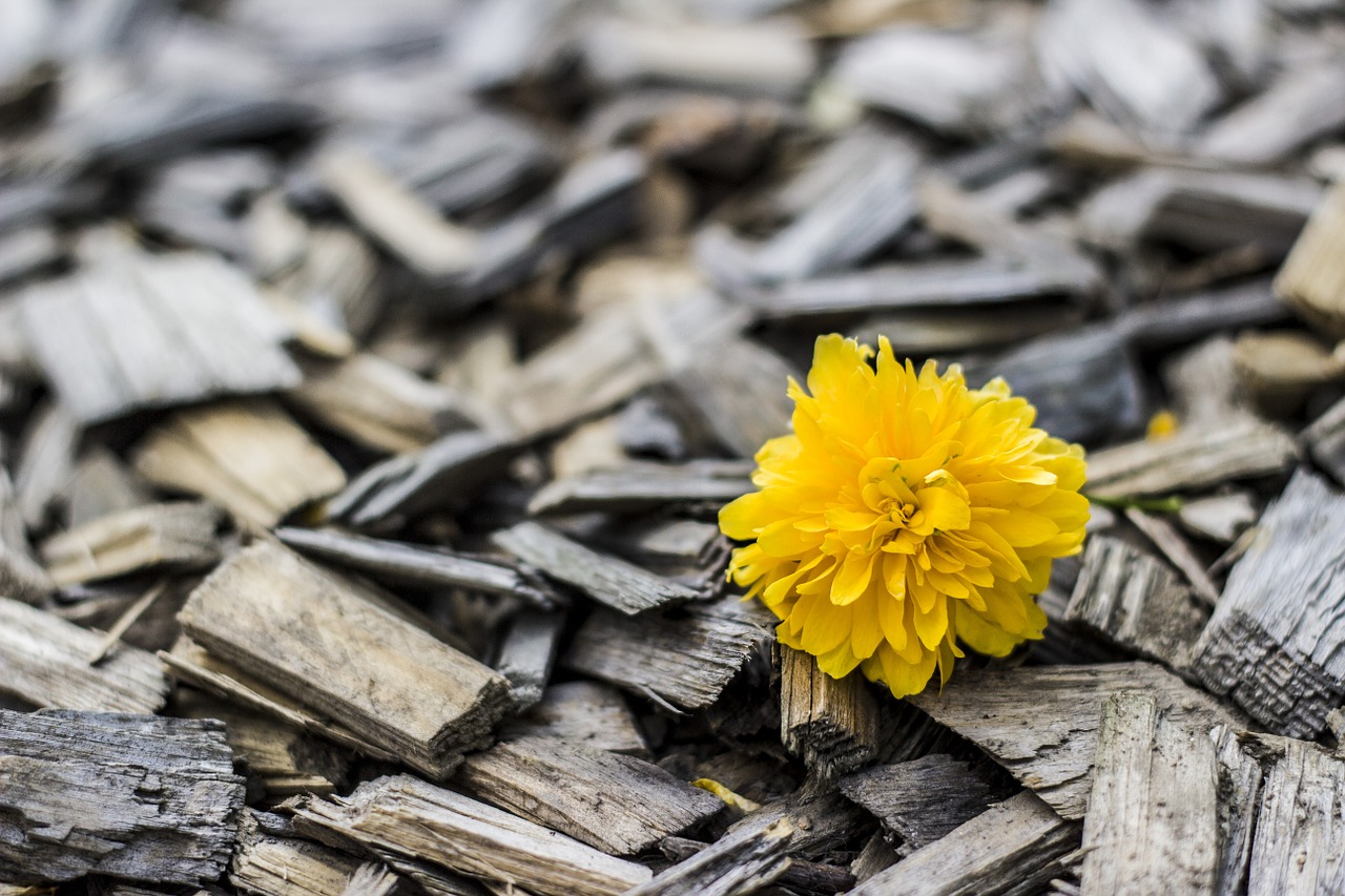 Image - yellow flower wood