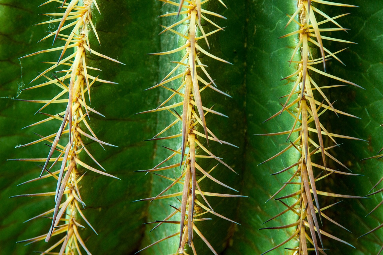 Image - cactus spur thorns green prickly