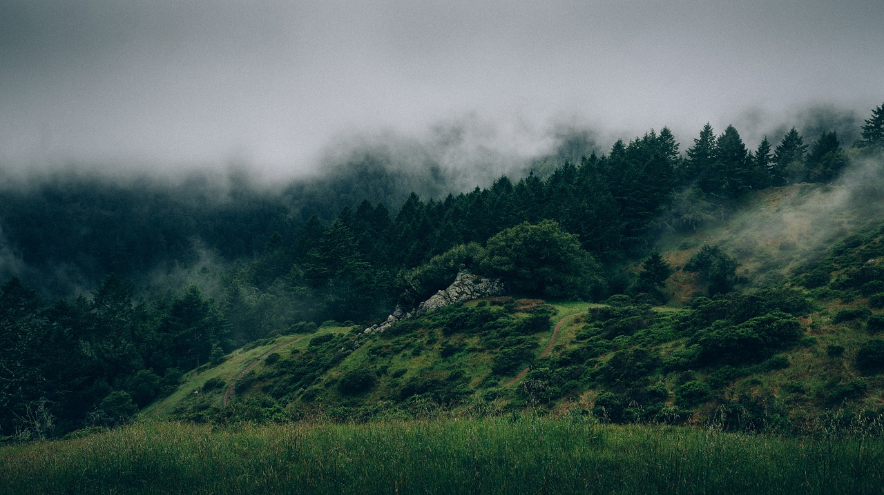 Image - forest fog misty grunge trees