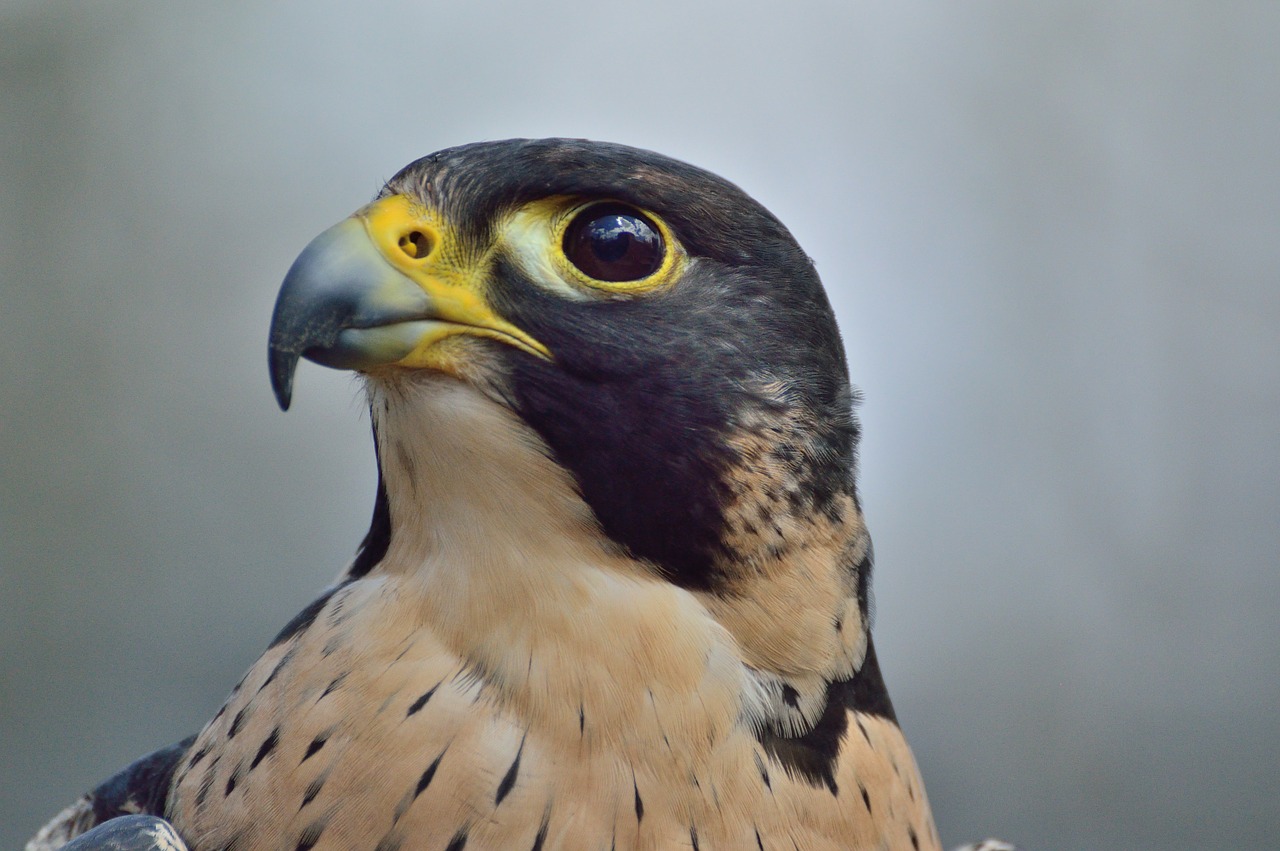 Image - peregrine falcon predator raptor