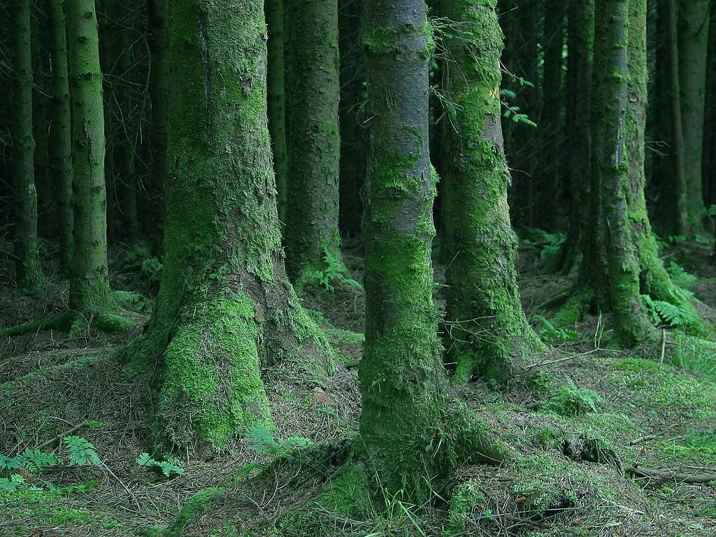 Image - forest trees moss moist wet dark