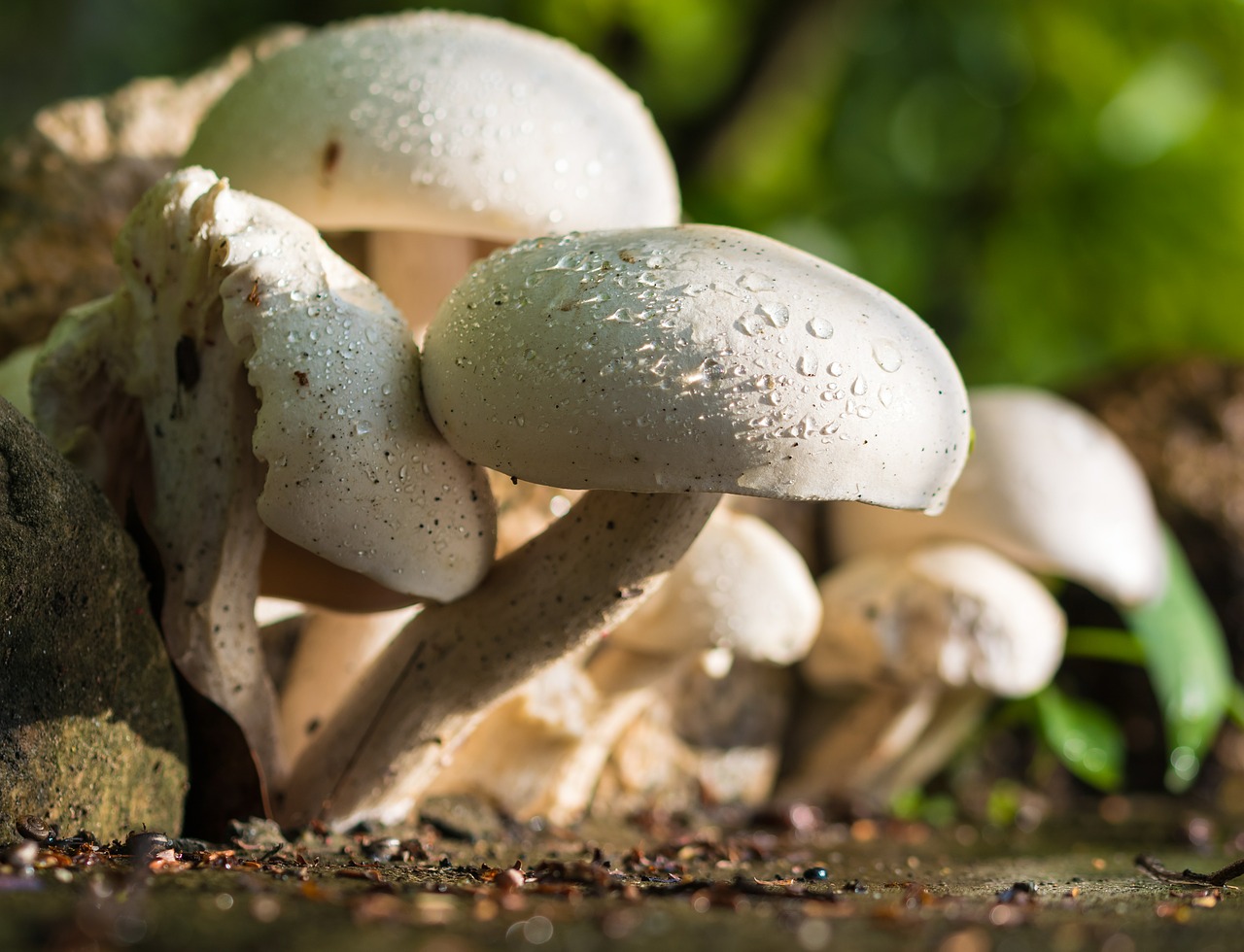 Image - mushroom nature white raindrop