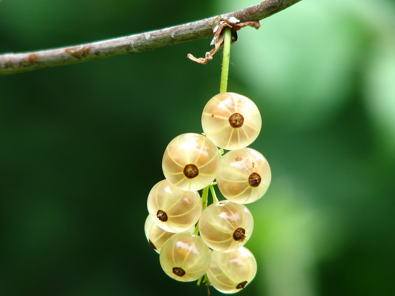 Image - currant immature bush berry