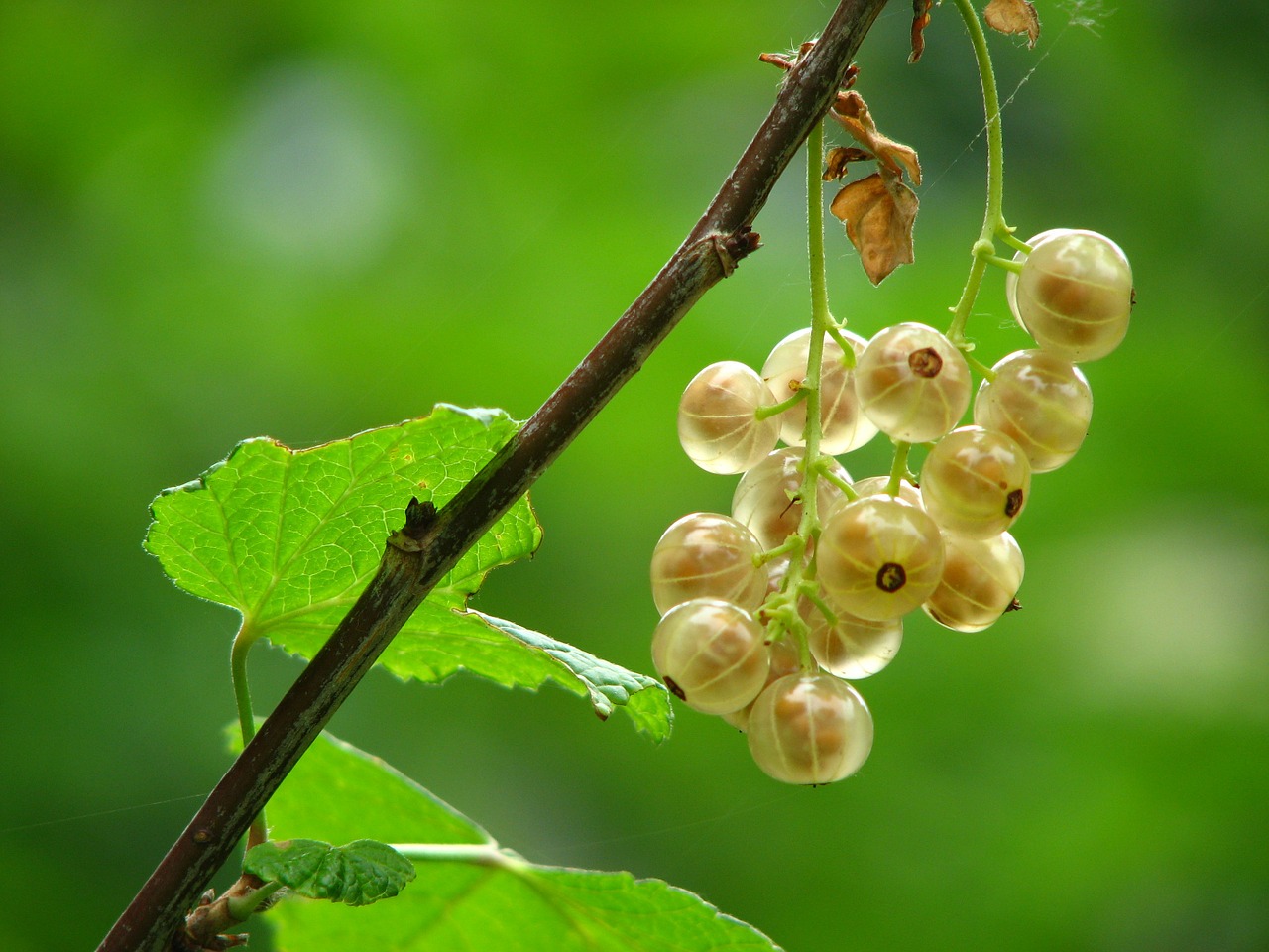 Image - currant immature mature bush berry