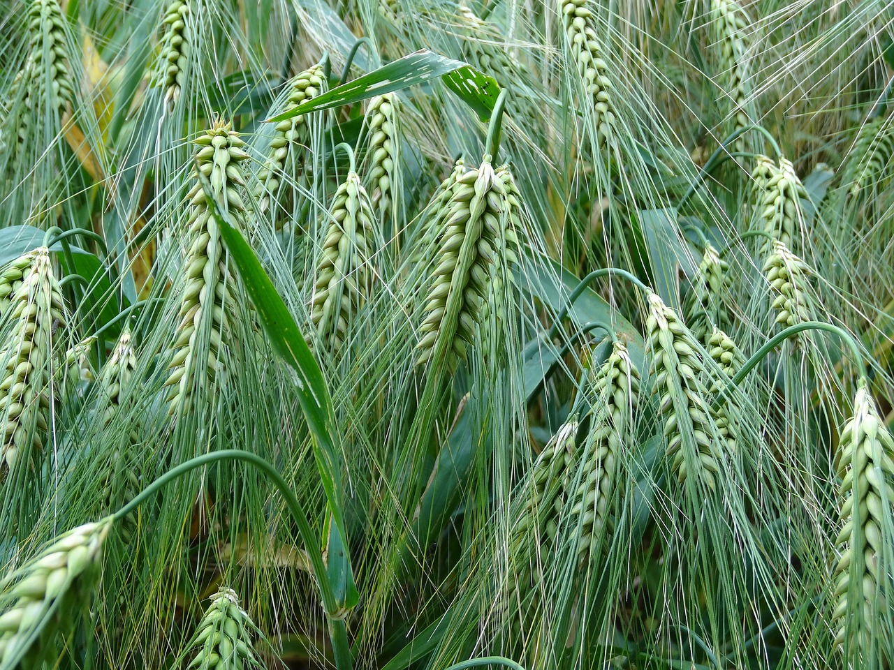 Image - barley cereals agriculture food