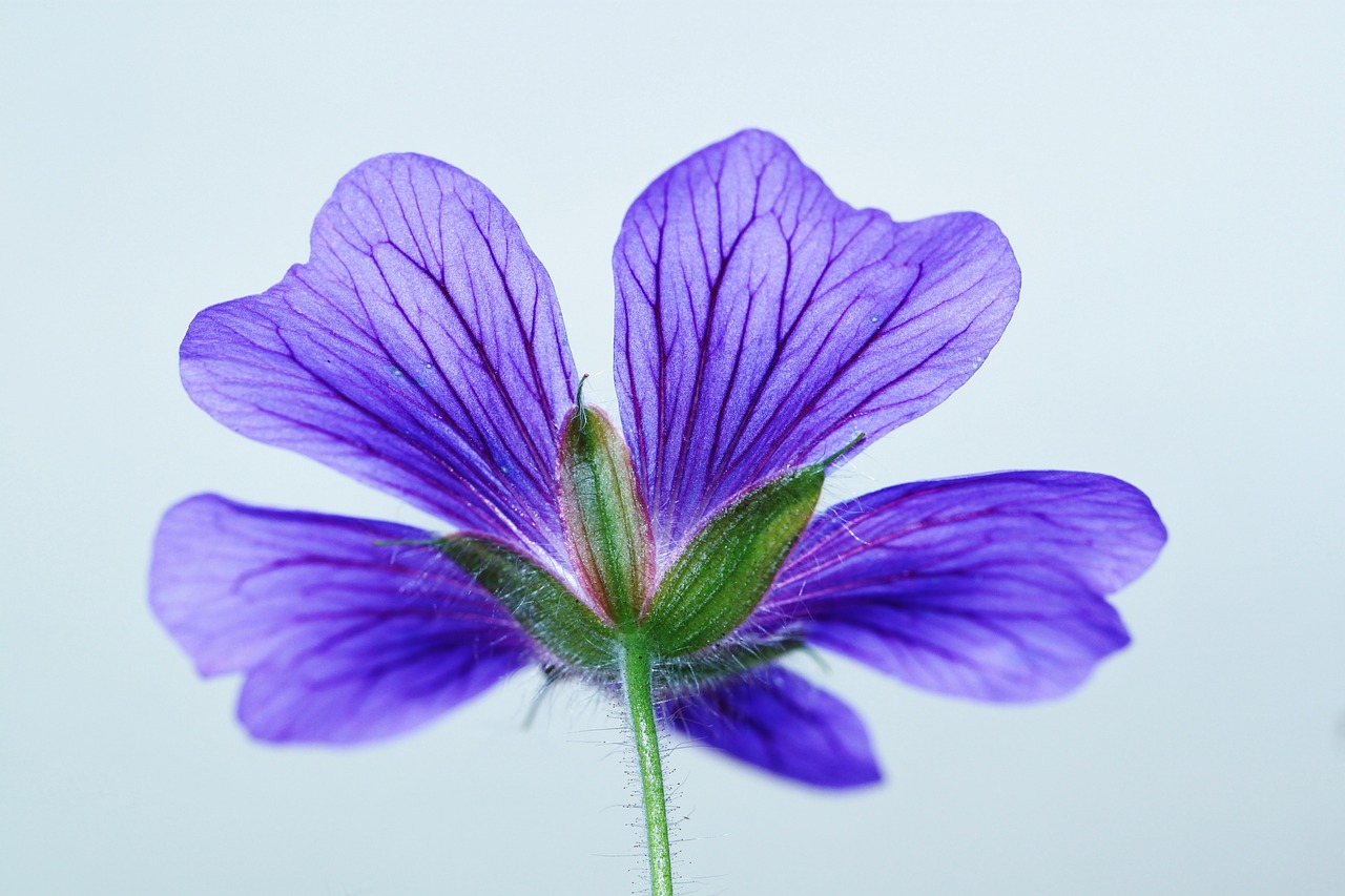 Image - cranesbill blossom bloom blue