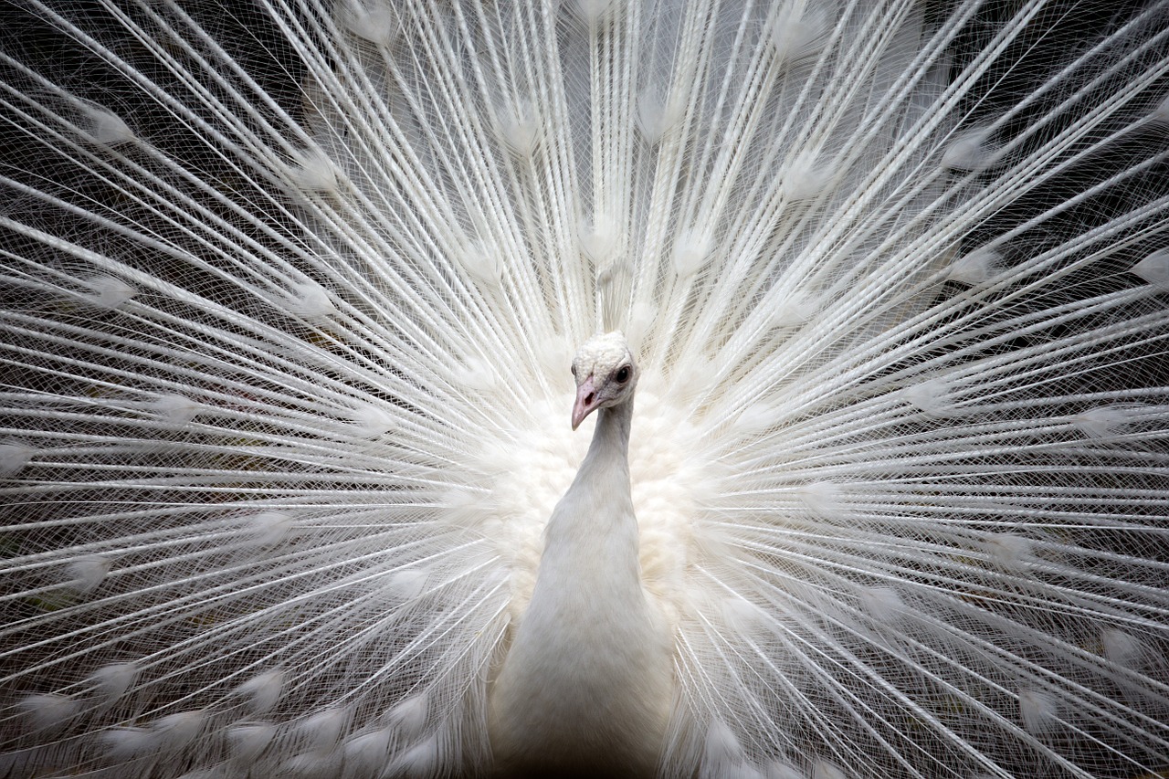 Image - peacock white bird nature