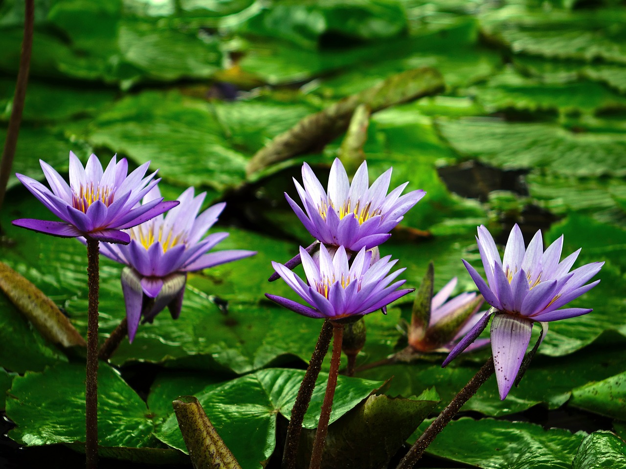 Image - water lily flower pond aquatic