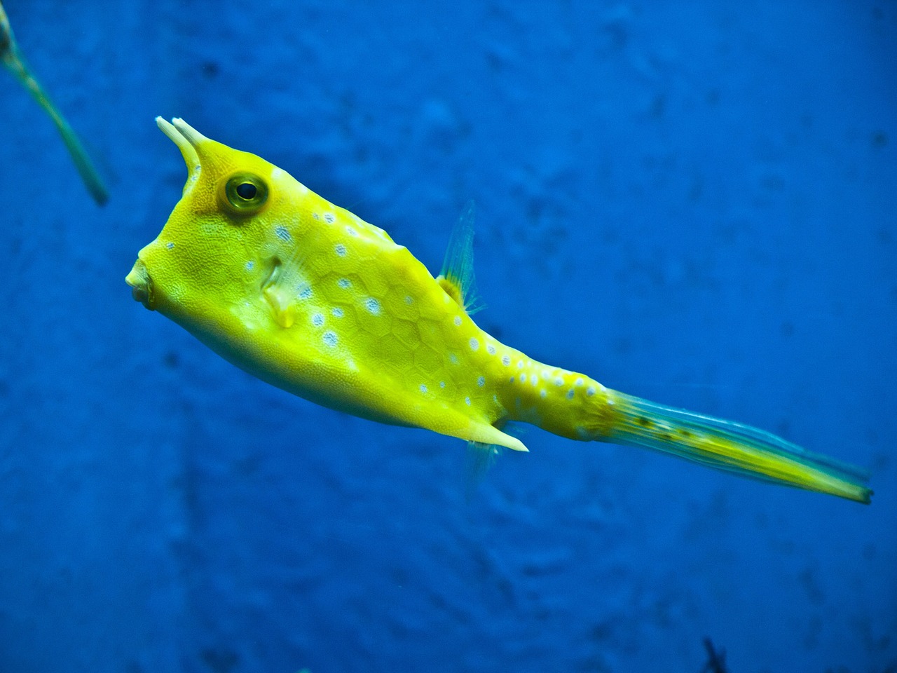 Image - longhorn cowfish fish yellow