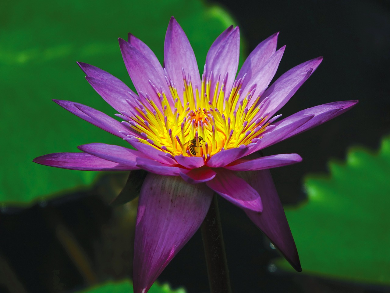 Image - water lily flower pond aquatic