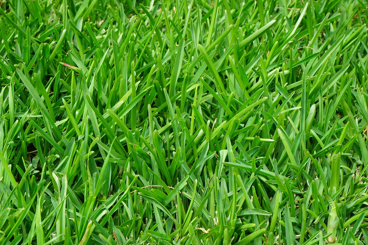 Image - grass rush juicy green