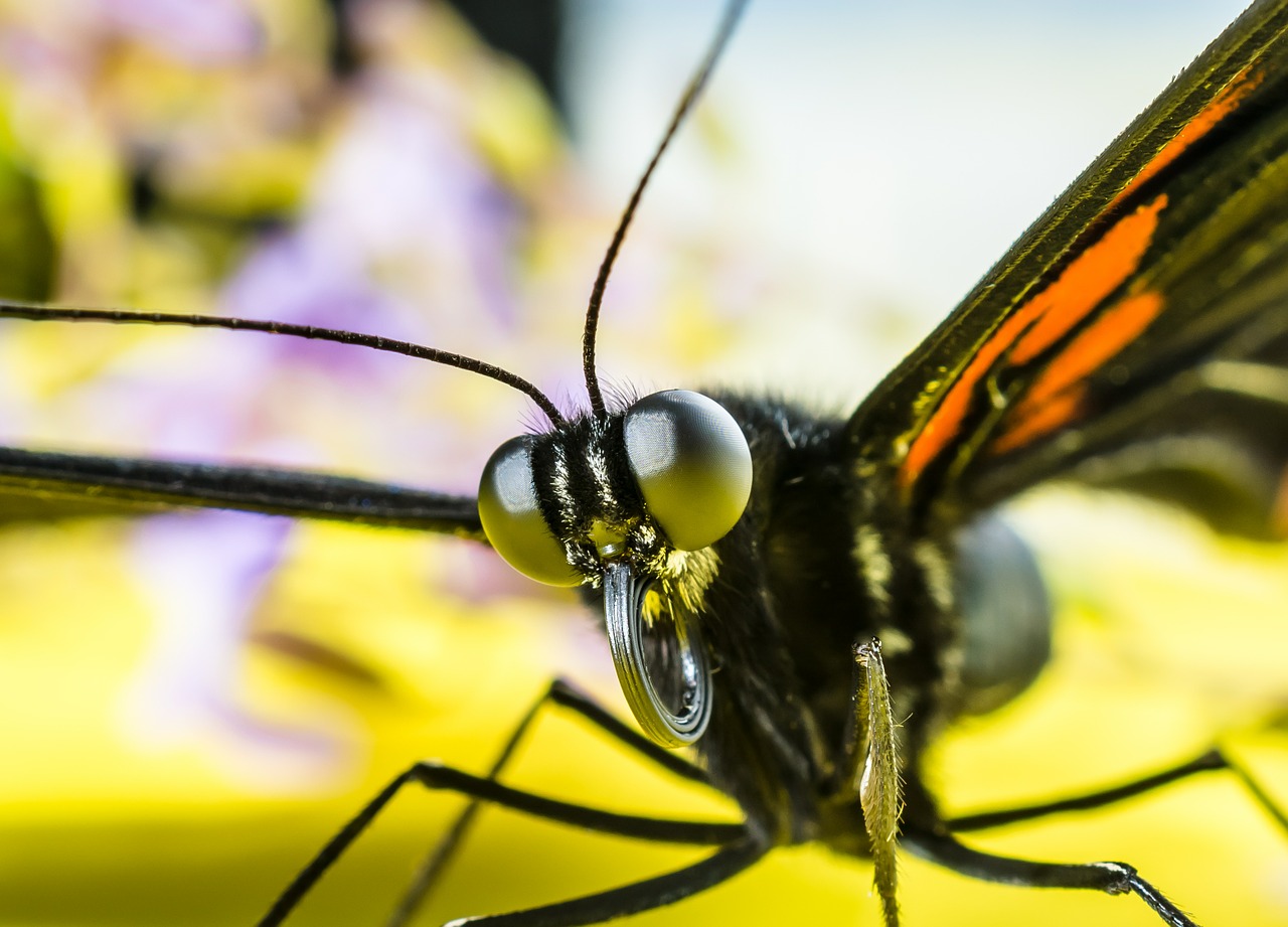 Image - butterfly insect eyes probe