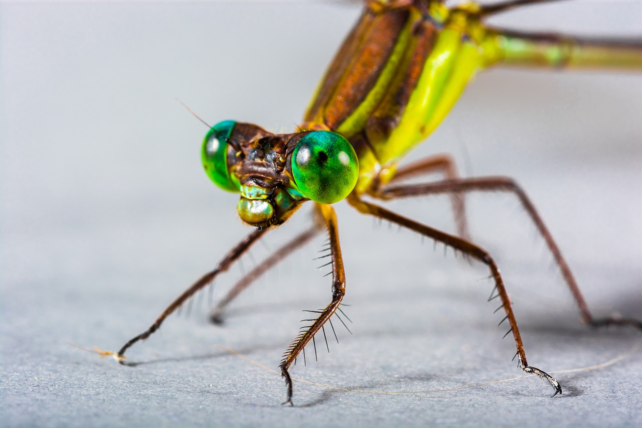 Image - dragonfly insect close eye green