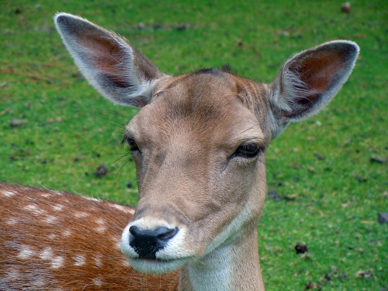 Image - fallow deer roe deer animal mammal