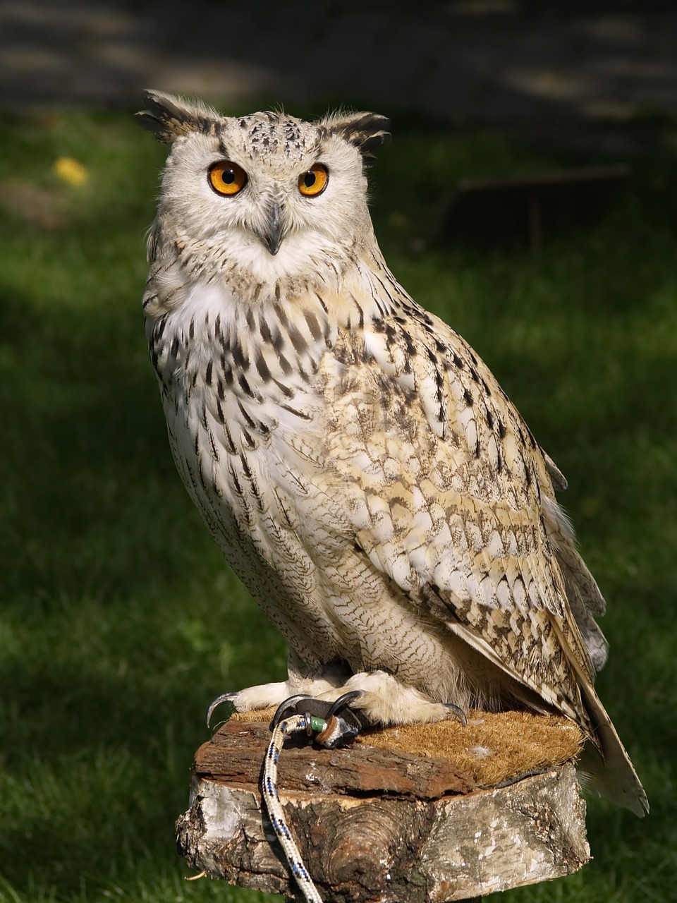 Image - eagle owl raptor falconry owl