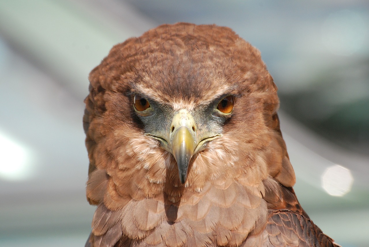 Image - eagle raptor bird beak eyes