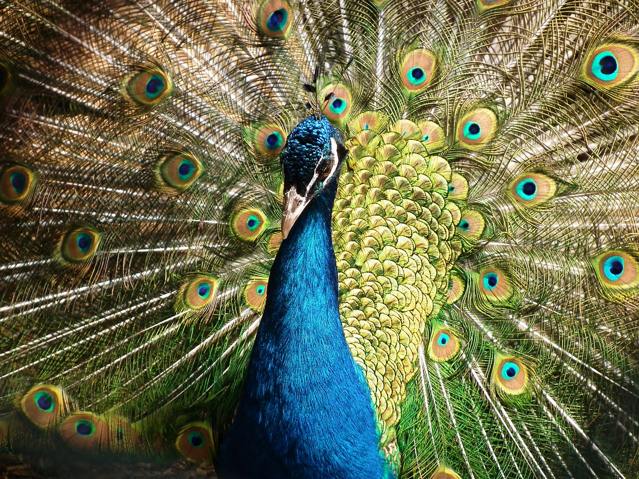 Image - peacock bird feather animal