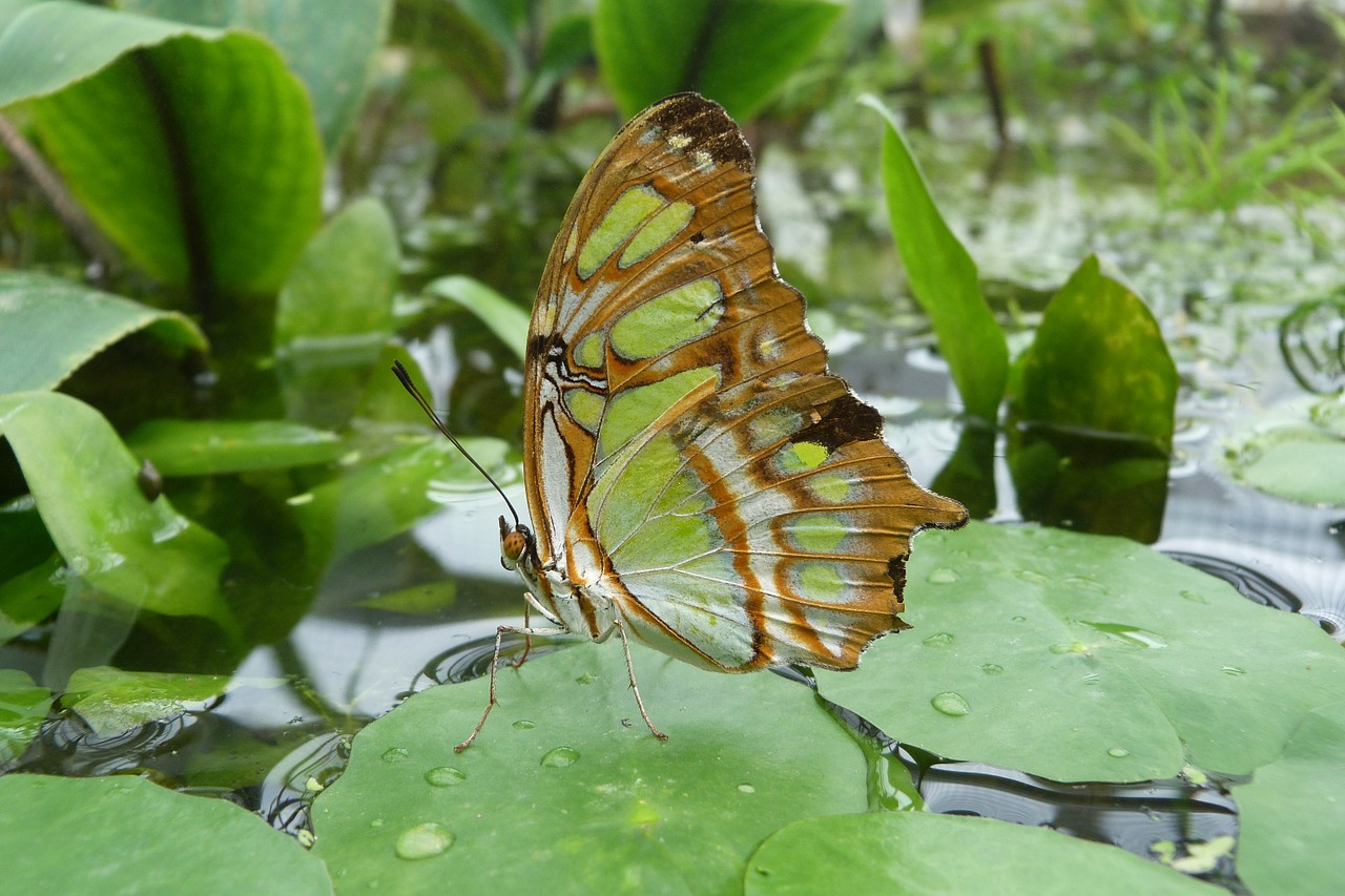 Image - malachite butterfly butterfly