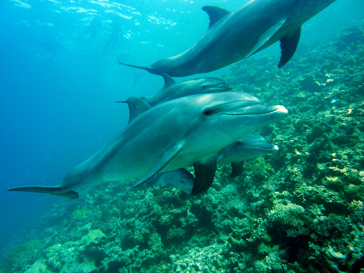 Image - dolphins marine mammals diving