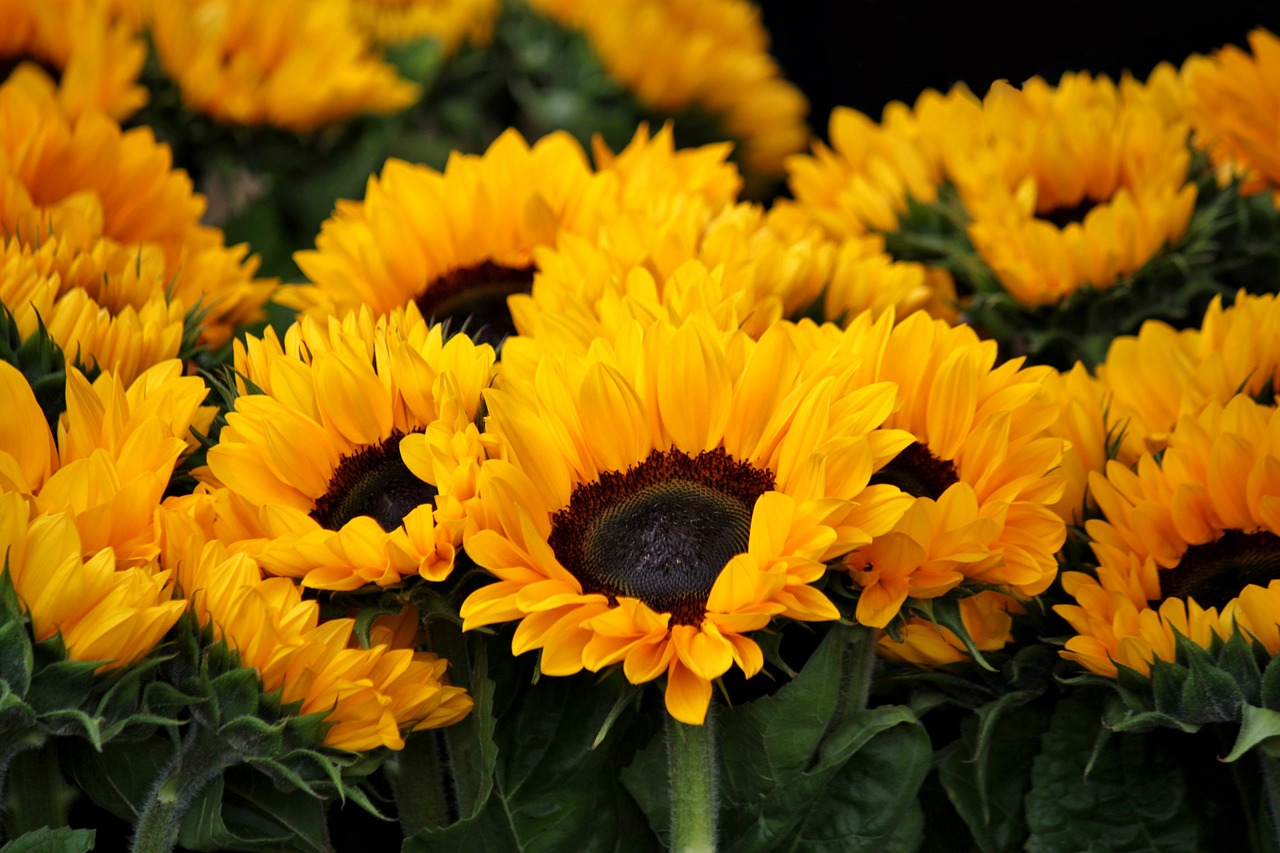 Image - sunflower blossom bloom flowers