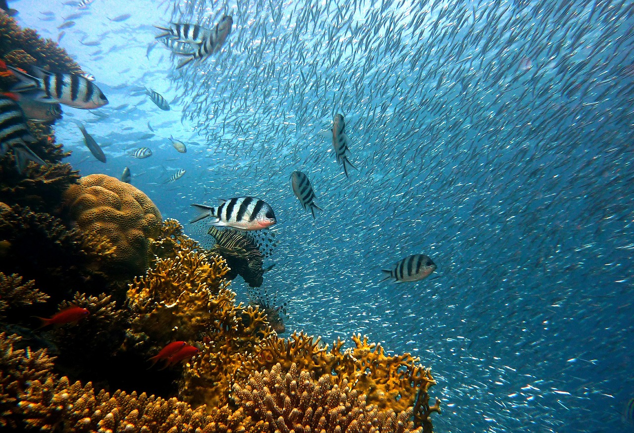 Image - fish underwater diving water
