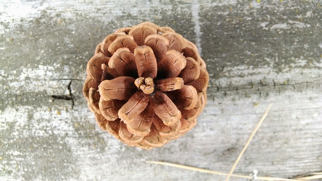 Image - conifer cone pine cone cone pine