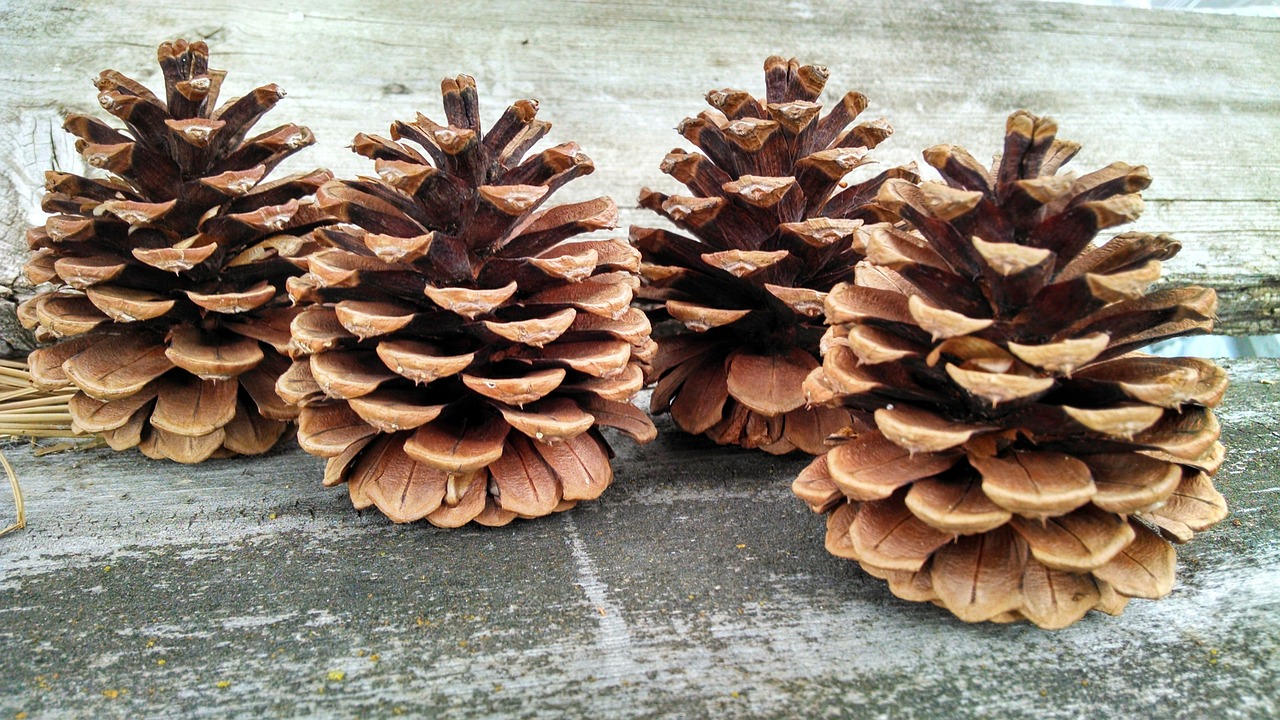 Image - conifer cone pine cone cone pine
